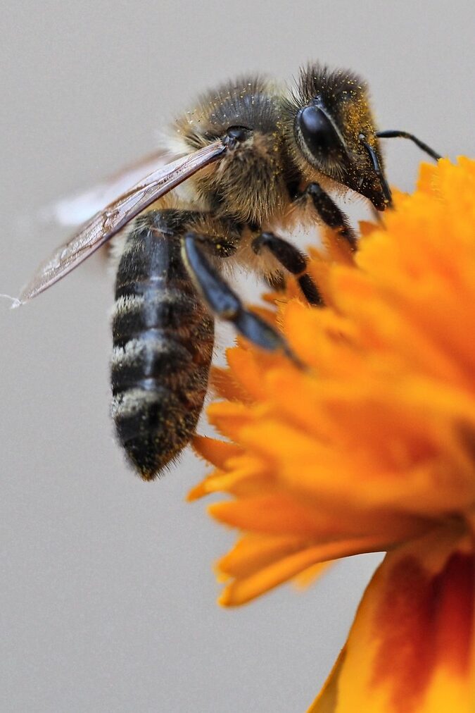 bee, insect, wings, closeup, pollination, nature, macro, bee, bee, bee, bee, bee